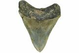 Serrated, Fossil Megalodon Tooth - North Carolina #165430-2